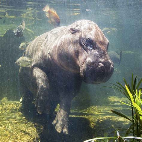 Pygmy Hippopotamus Size