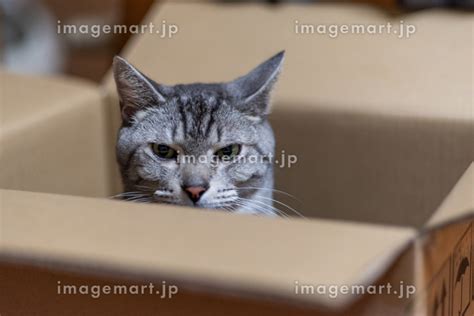 箱に入る猫 サバトラ猫の写真素材 [192754410] イメージマート