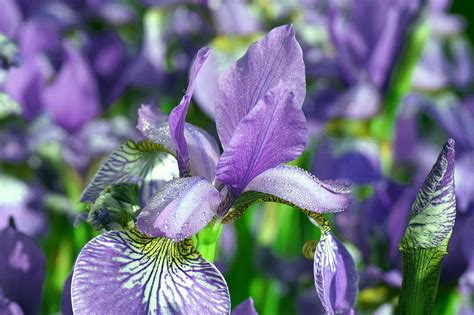 Flores Lirios Iris Violeta Foto Gratis En Pixabay Pixabay