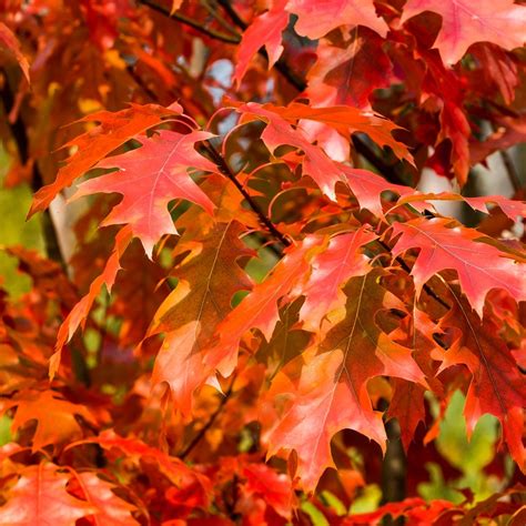 Red Oak Marquette County Conservation District