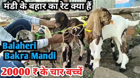 Balaheri Bakra Mandi Rajasthan Mandi Ke Bahar Ka Rate Kya Hai Youtube