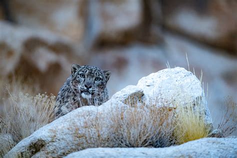 India - On The Trail of The Snow Leopard | Pioneer Expeditions