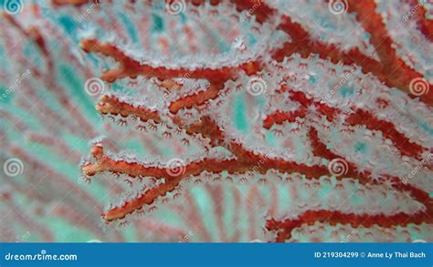 Red Pink Gorgonian Coral Close Up On The Branch To Spot And See The