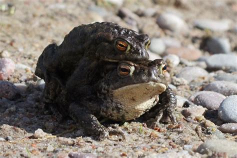 Toads On Roads Top Tips For Toad Patrolling For Args Amphibian And