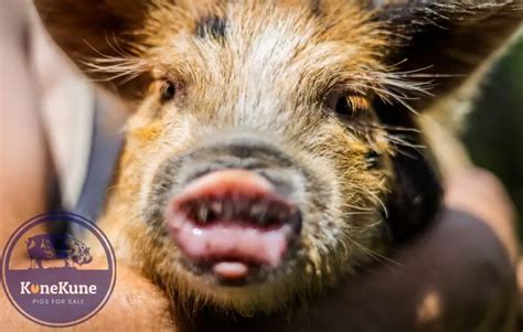 Kunekune Pigs - KuneKune Pigs For Sale