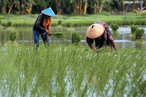 Cetak Sawah Baru Kementan Terapkan Dua Cara