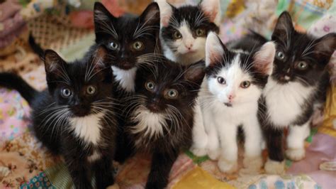 100 Black-and-white kittens abandoned at a Bay Area shelter – SheKnows