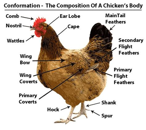 Anatomy Of A Chicken Chicken Love Pinterest Anatomy And Raising