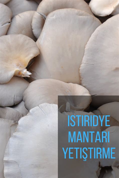 İstiridye mantarı nasıl yetiştirilir İstiridye Mantar Bitki