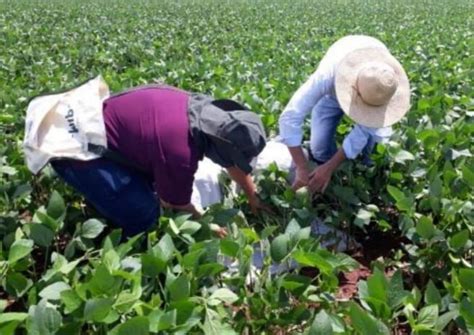 Manejo agrônomos do IDR PR monitoram lavouras na região Hojemais de