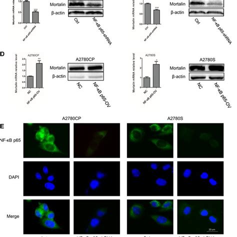 Nf‐κb P65 Regulates The Expression Of Mortalin A Nf‐κb P65 Mrna And