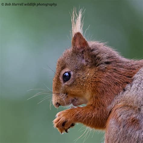 Scottish Red Squirrel Portrait Kingussie Scotland Bob Hurrell