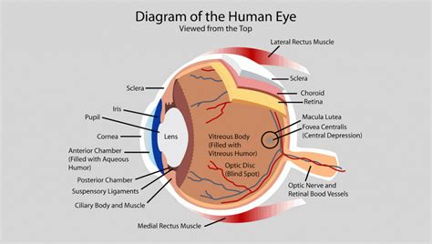 diagram_of_the_human_eye | Eye anatomy diagram, Human eye diagram, Eye ...