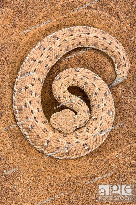 Peringueys Adder Bitis Peringueyi On Sand Namib Desert Namibia