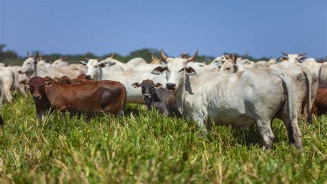 Valor M Dio Da Arroba Da Vaca Fechado Esta Sexta Feira Agron