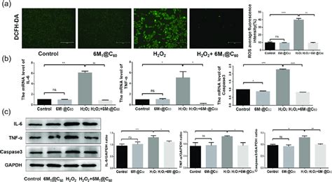 A The Fluorescence Probe Dcfh Da Was Used To Detect Intracellular