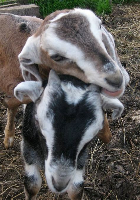 Solar Living: Urban Homesteading: How to Raise Backyard Goats