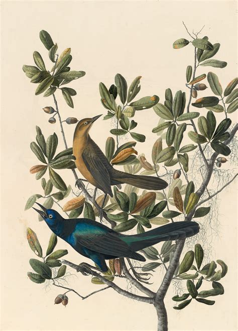 Audubon's Watercolors Pl. 187, Boat-tailed Grackle | Audubon's