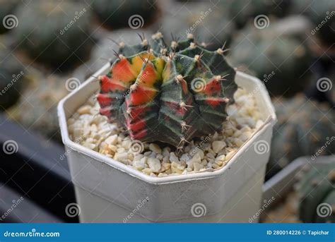 Cactus Called Gymnocalycium Mihanovichii Variegata Stock Photo Image