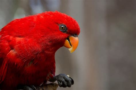 Scarlet! | Beautiful birds, Small birds, Bird feathers