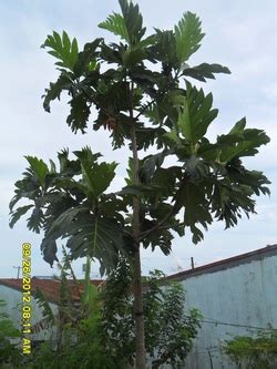 CAMANSI - Trees in the Brgy. Bagtas, Cavite