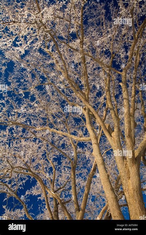 Hoarfrost trees hi-res stock photography and images - Alamy