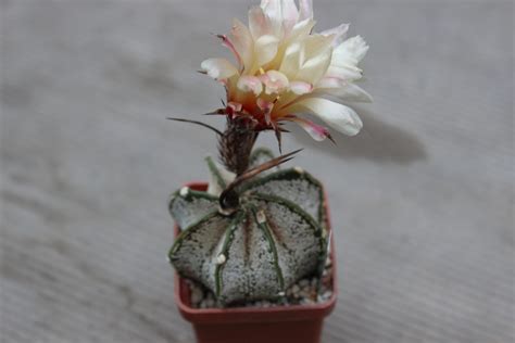 Astrophytum Capricorne Var Major Cactus Shop