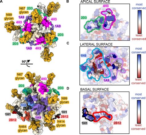 Neutralizing Antibodies Avoid Glycan Straps To Recognize Conserved