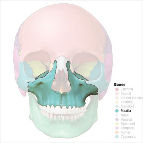 Maxillary Bone Anatomy