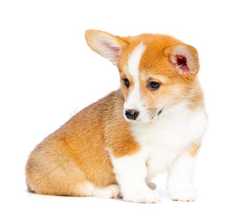 Corgi Great Dane Mix: The Ultimate Guide - Dog Pup Life