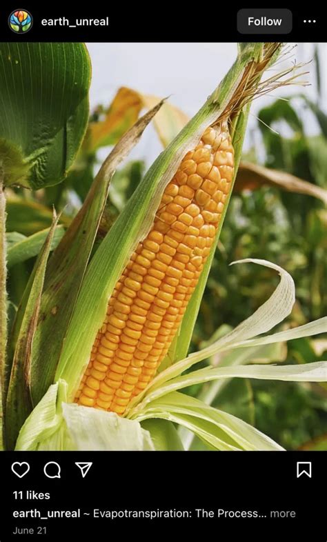 It's So Hot Outside, Even The Corn Is Sweating