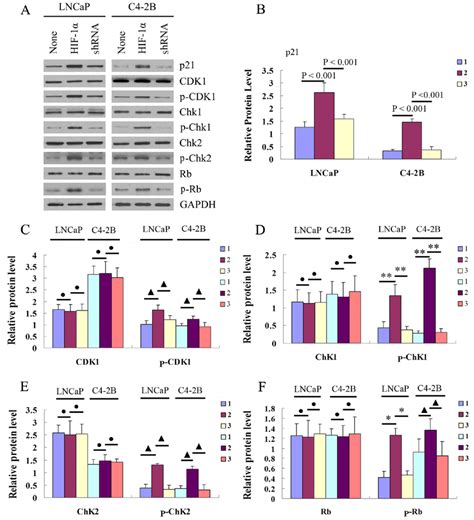 Effect Of β Catenin Nuclear Translocation On Cell Cycle Distribution In Download Scientific