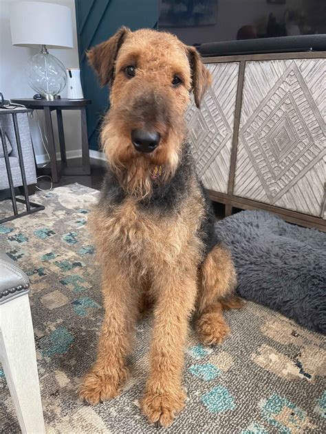 Cahaba Airedales Airedale Terrier Puppies For Sale In Columbus Oh