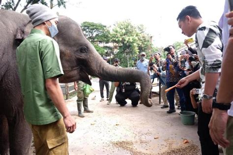 Hari Ini Solo Safari Diresmikan Masyarakat Bisa Wisata Fauna Dan