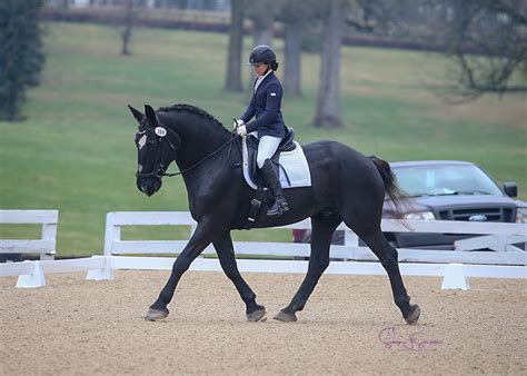 Percheron Dressage Horse Drain`s Marlo Tommy and Natalya Slipchenko ...