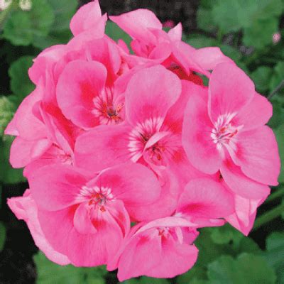 Pink Maverick, Geranium Seeds | Urban Farmer