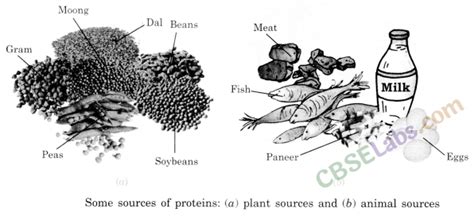 Class 6 Science Notes Chapter 2 Components Of Food