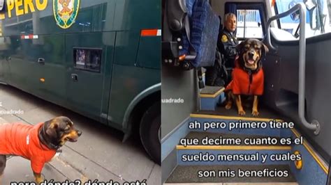 Video De Perrito Que Quiere Ser Parte De La Policía Canina Se Vuelve