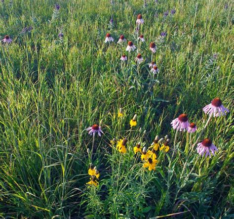 Planting Grasses With Wildflowers Applewood Seed Company