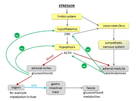 Schematic Overview Of Hypothalamic Pituitary Adrenal Hpa And