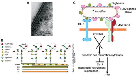 Frontiers Protein Linked Glycans In Periodontal Bacteria Prevalence