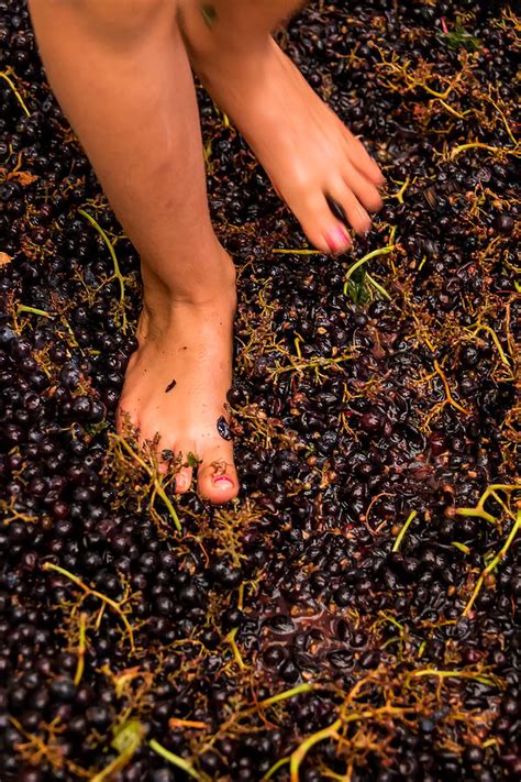 Stomping Grapes Photograph By Karen Dixon Fine Art America