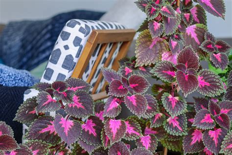 portón Regularidad mejilla plantas de color rosa Majestuoso Descarte