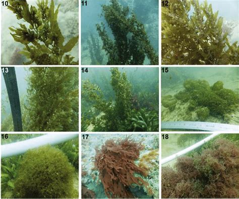 B Diversity Of Macroalgal Species Collected From Coastal Waters Of