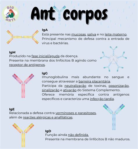 Anticorpos 🔬 | Escola de medicina, Como estudar anatomia, Imunologia