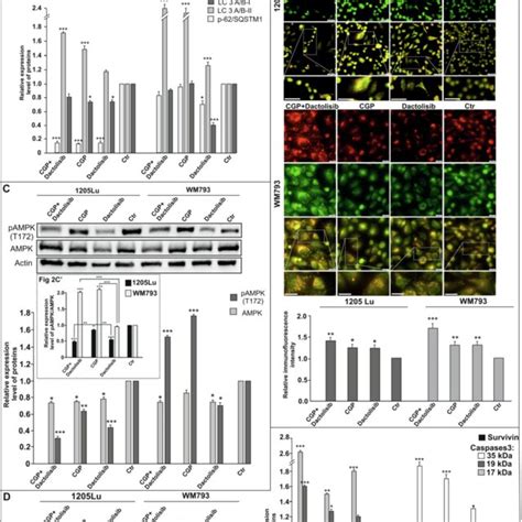 A Crosstalk Between Apoptosis Autophagy And Translation In Melanoma