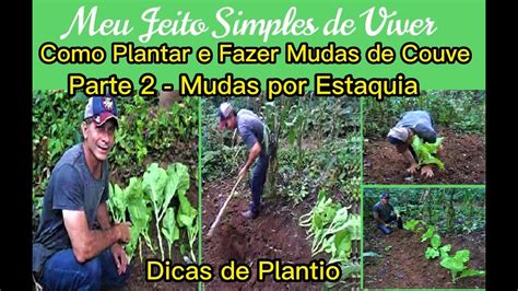 Como Plantar E Fazer Mudas De Couve Por Estaquia Parte Dicas De