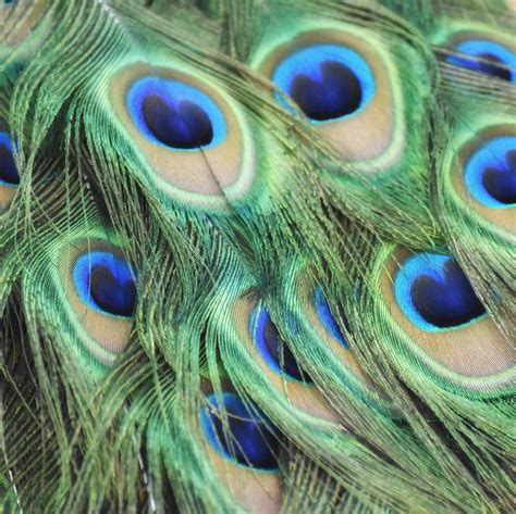 Free Images Bird Wing Photography Green Beak Feather Fauna