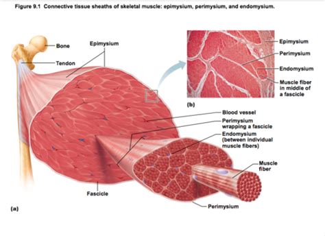 Muscles And Muscle Tissue Flashcards Quizlet