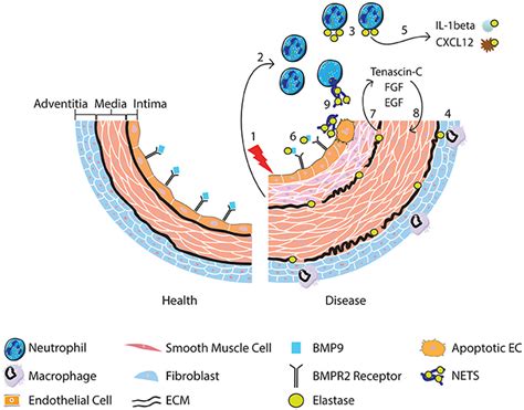 Frontiers The Role Of Neutrophils And Neutrophil Elastase In